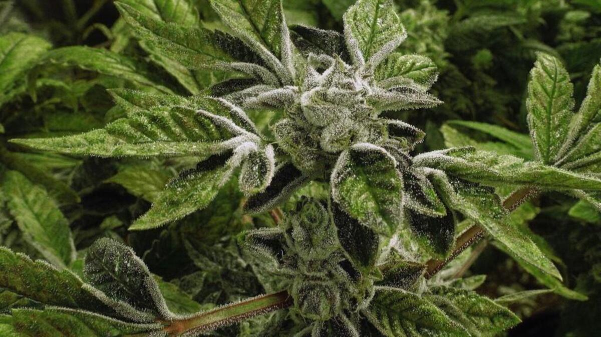 Mexico could soon end its war on drugs with marijuana, which could help the country deal with other drug wars on heroin, meth and cocaine trafficking.