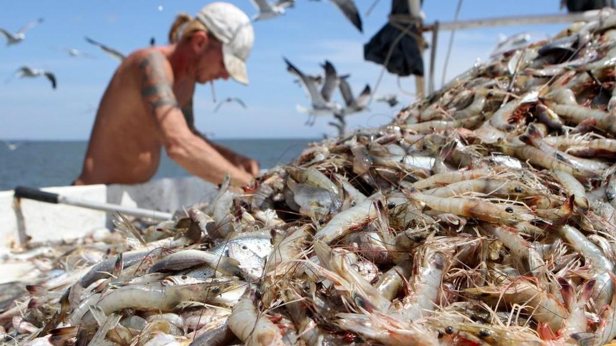 While shrimpers do catch small fish, called bycatch, opponents of new shrimping rules there is no proof scientifically that shrimp trawl bycatch has an impact on populations of spot, croaker, and weakfish.