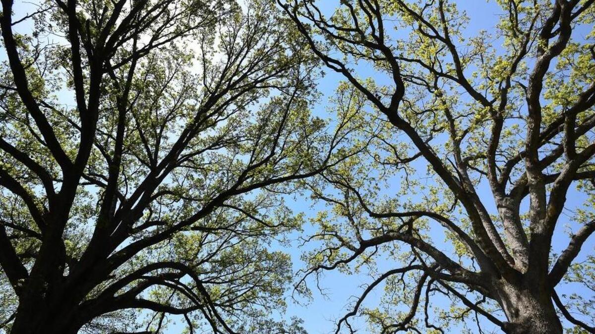 Massive oaks bloom with spring foliage on the Dorothea Dix property in Raleigh.