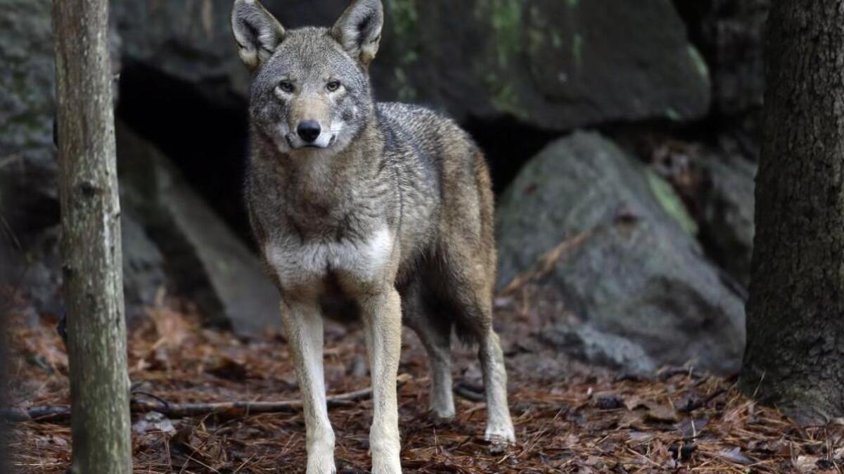 A female red wolf in its habitat at the Museum of Life and Science in Durham, N.C.