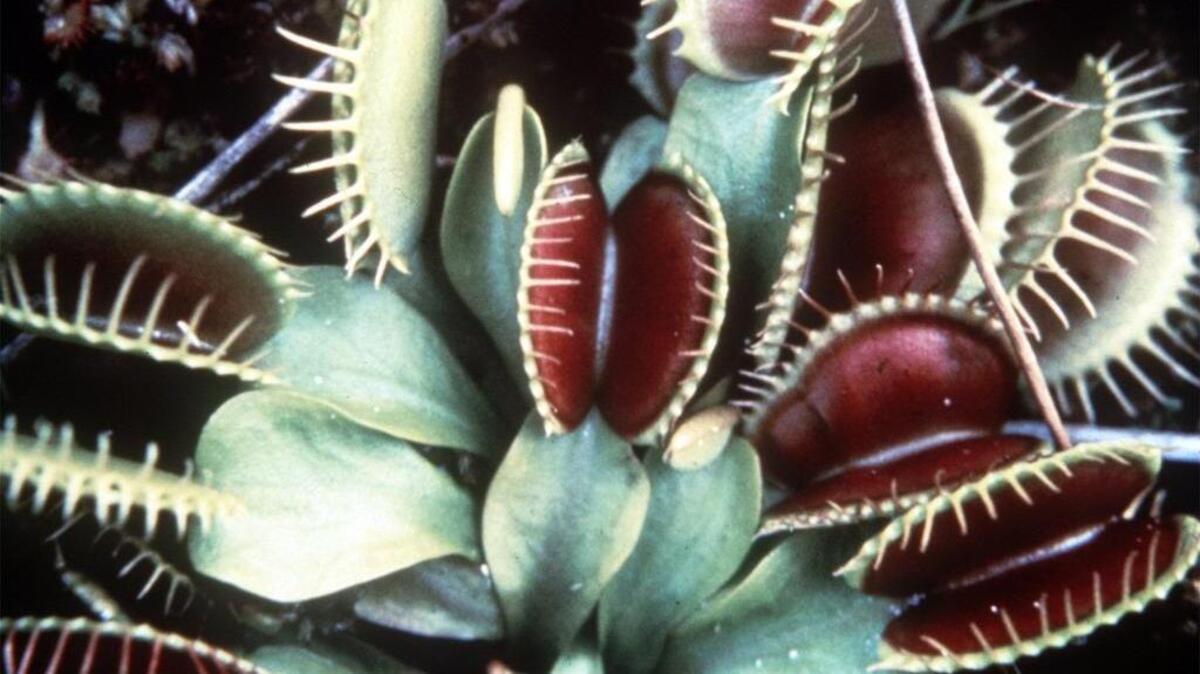 The N.C. Natural Heritage Program helps monitor Venus Flytraps, a plant that grows only in the Green Swamp in Brunswick County.
