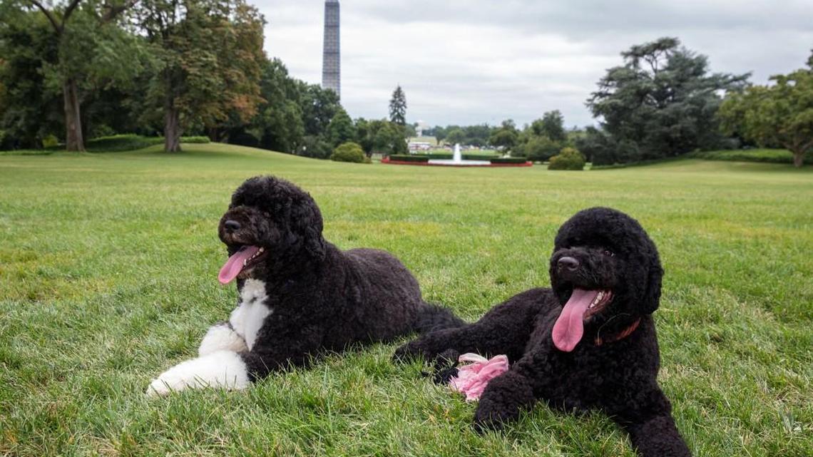 In this image released by The White House, Bo, left, and Sunny, the Obama family dogs, on the South Lawn of the White Housein 2013.