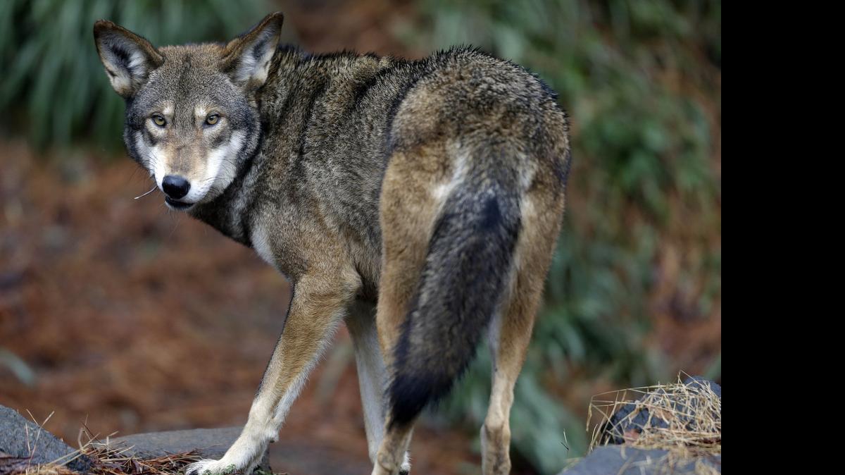 A male red wolf enjoys a feeding in its habitat at the Museum of Life and Science in Durham.