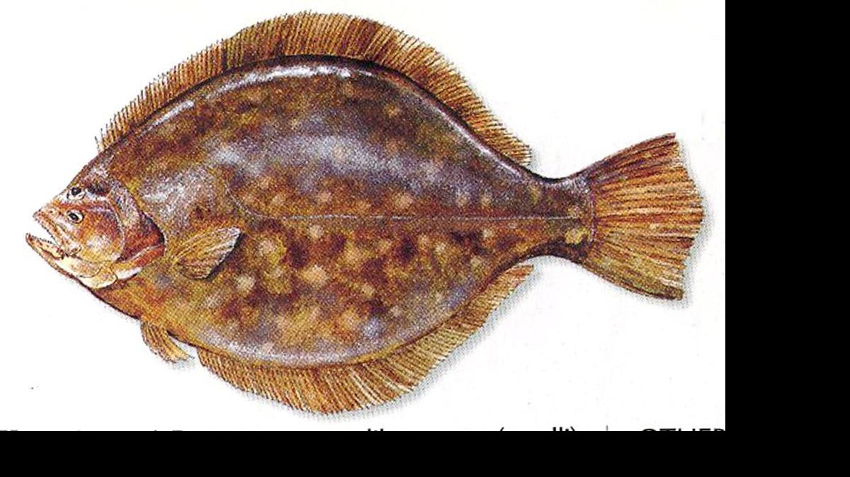 
Southern Flounder
