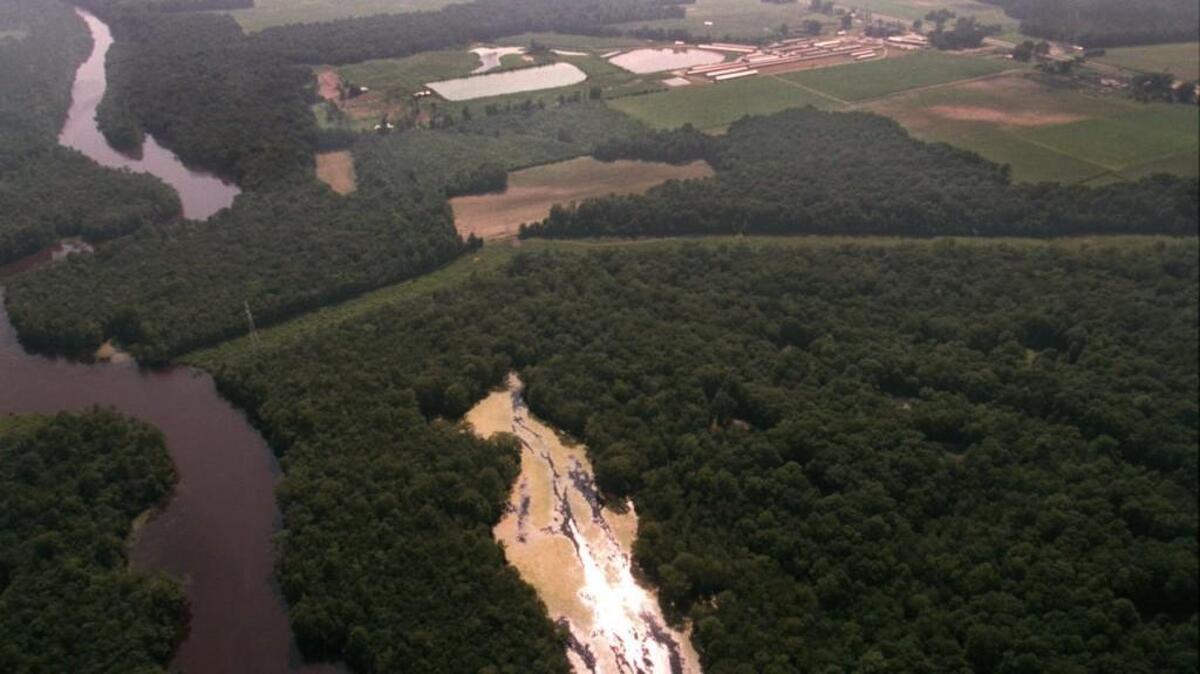 An aerial view of a hog farm operation located next to the Trent River, near New Bern, in 1995. The large alage growth in the foregound is a result of the runoff from the hog farm into the river, said the Neuse River Foundation. The site is no longer a hog farm.
