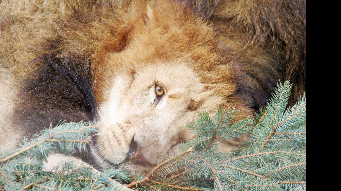 A lion at the Conservators Center in Mebane enjoys the agency’s annual Christmas Tree Toss.