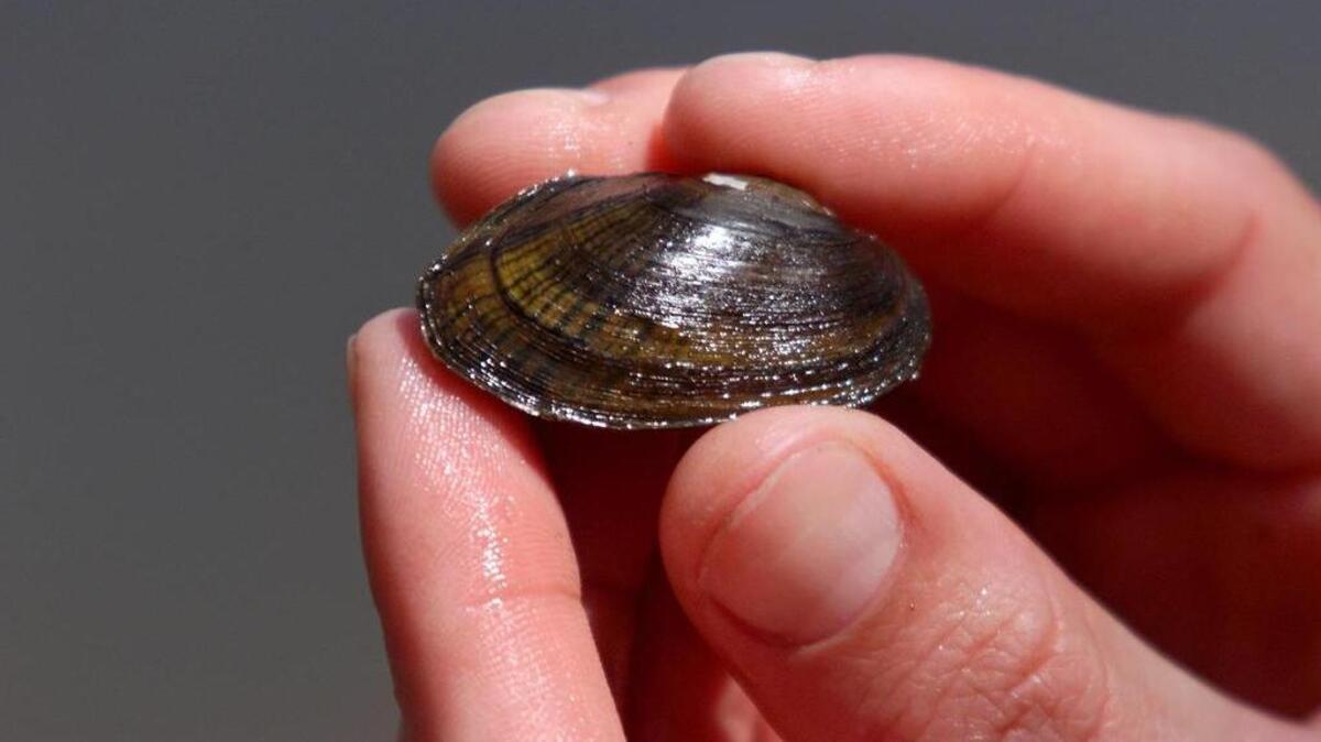 The Senate budget earmarks $500,000 to study whether freshwater mussels should be introduced into Jordan Lake.