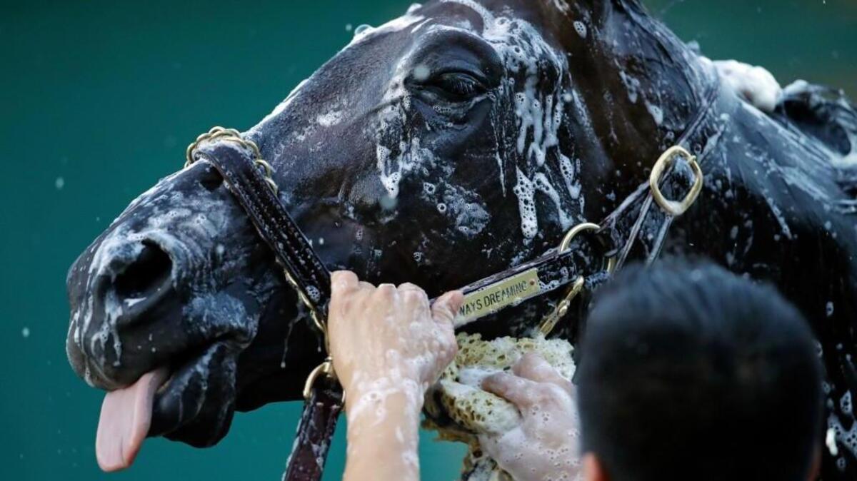 Kentucky Derby winner Always Dreaming is washed after a workout at Pimlico Race Course on Thursday. The horse will race Saturday in the Preakness in Baltimore.