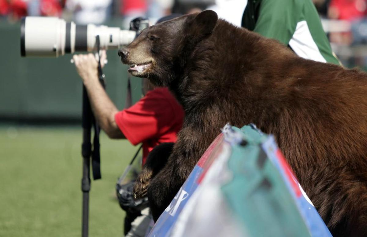 The Baylor mascot hangs out at the football field in 2005 during the Bears game against Texas Tech.