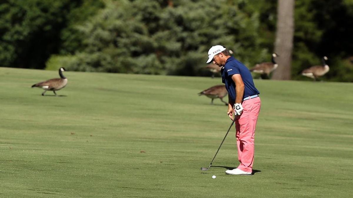 
Kyle Thompson prepares to drive the ball down the fairway as geese walk behind him on the 18th hole during the Rex Hospital Open, part of the Web.com Tour, at the TPC Wakefield Plantation golf course in Raleigh,  on Sunday, May 31, 2015.
