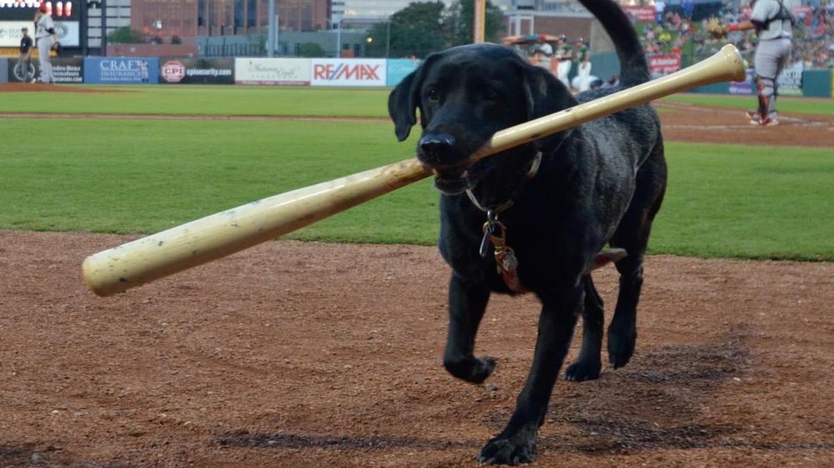 
Nearing retirement with the Greensboro Grasshoppers, Miss Babe Ruth retrieves a bat during the Grasshoppers-Hickory Crawdads game August 22, 2015.
