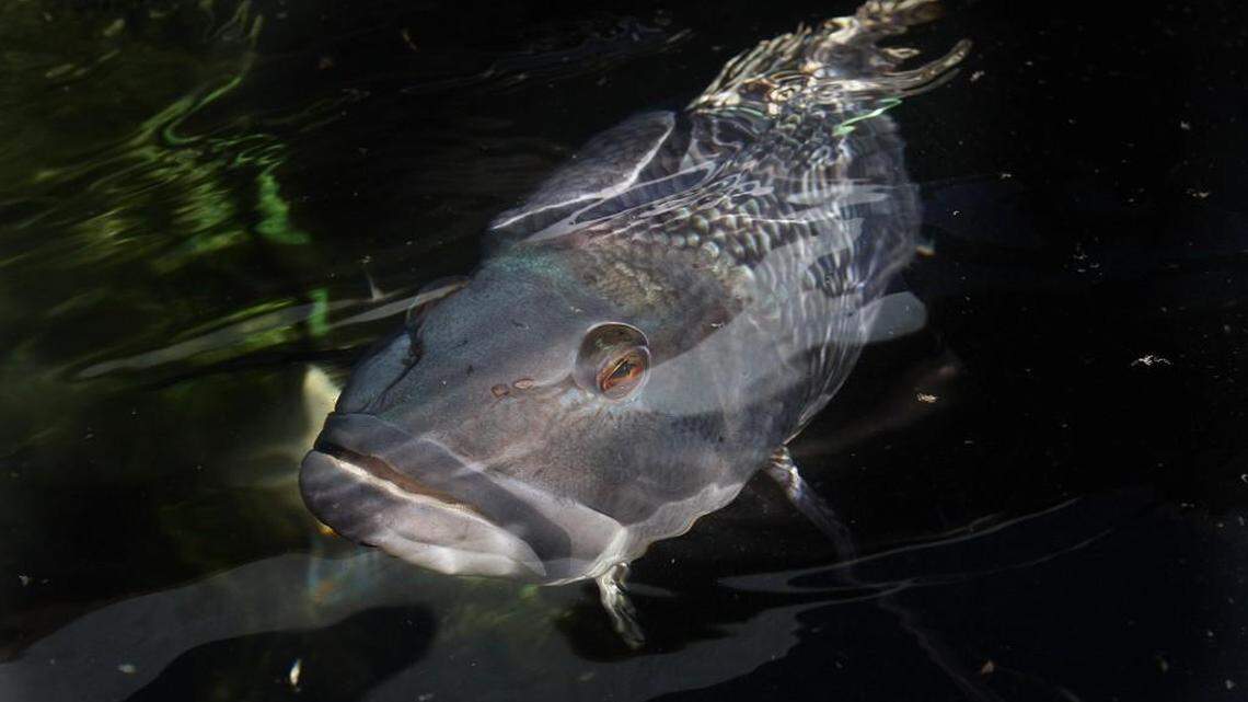 Grand Strand Fishing Report: Keeper black sea bass are plentiful in depths around 50 feet