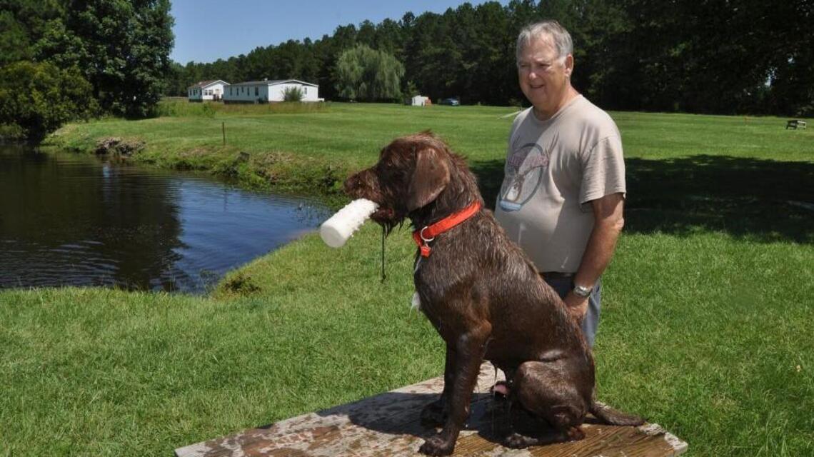 How to get your dog in shape for start of dove hunting season
