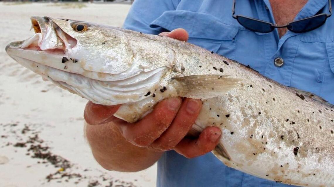 Speckled trout, striped bass, mullet dominate waters at Cape Lookout, Bogue Inlet