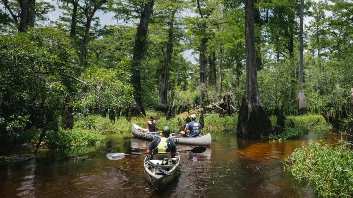 Kayakers paddle among ancient bald cypresses in 2016 in Three Sisters slough along the Black River, an area that could become part of a proposed N.C. state park.