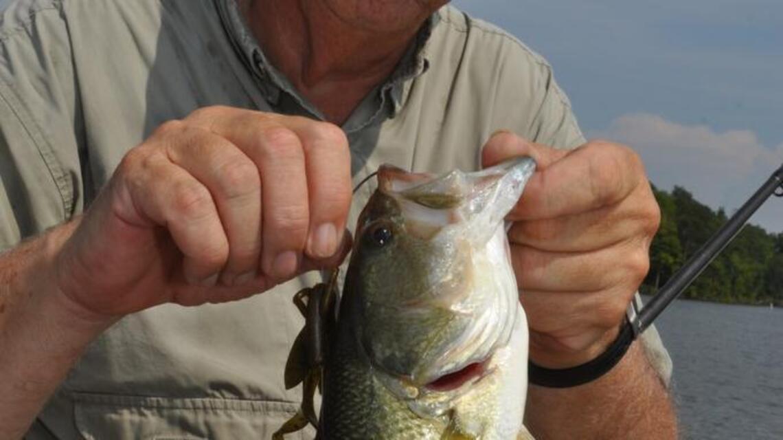 Why Randleman Lake is a good spot to fish for summer bass