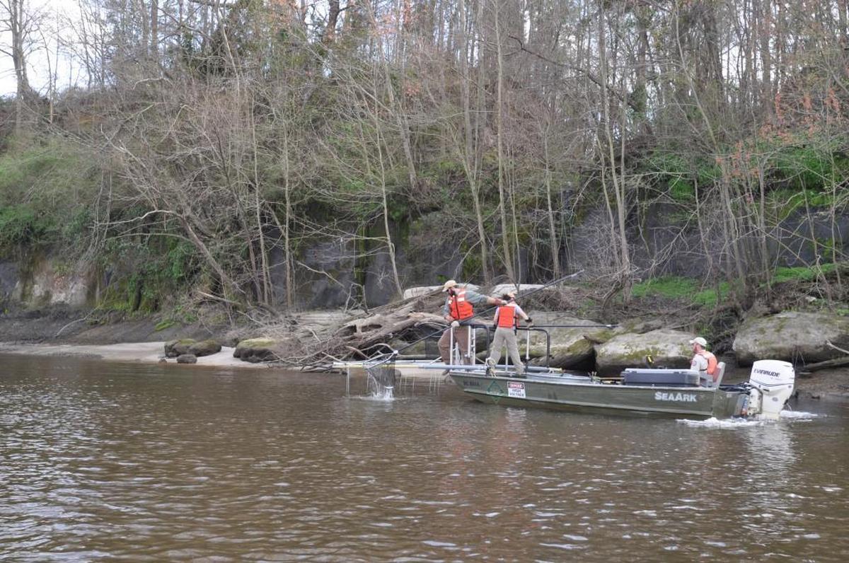 A N.C. Department of Environmental Quality toxicologist reported Wednesday on how forever chemicals build up in fish found in the Cape Fear River. Here, N.C. Wildlife Resources Commission staff are shown capturing shad at Lock and Dam No. 1 on the Cape Fear River.