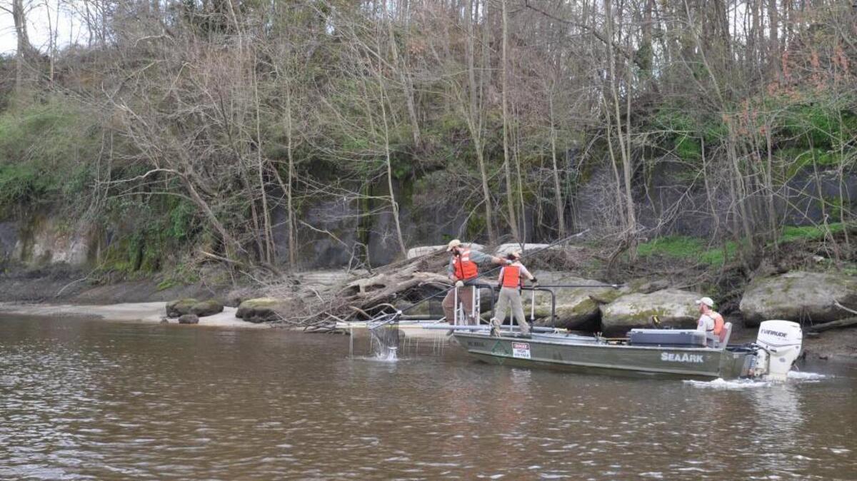 NC fisheries biologists sample fish from the Cape Fear River near Dam No. 1 in this file photo. DHHS is recommending that people severely limit consumption of fish caught in this part of the river.
