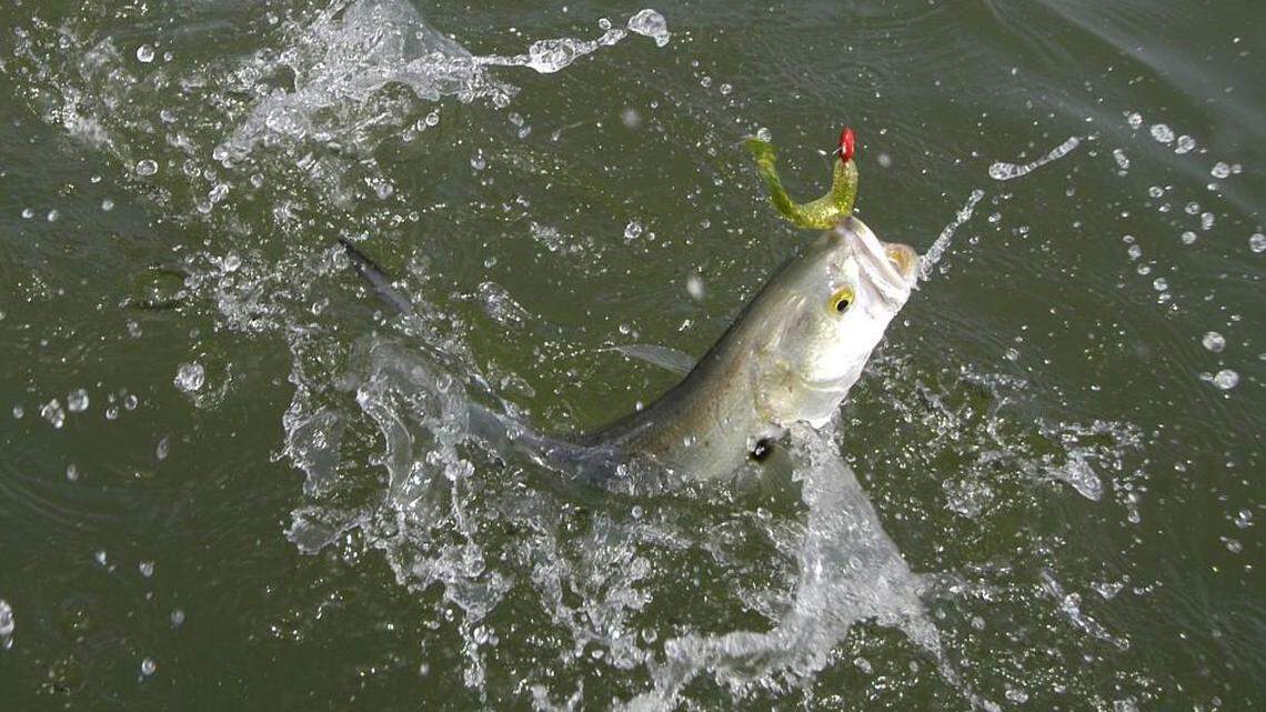 Grand Strand Fishing Report: Bluefish arrive right on cue with the onset of spring