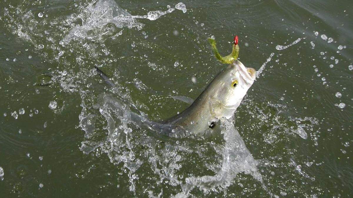 Bluefish are coming into the Grand Strand waters for the spring season.